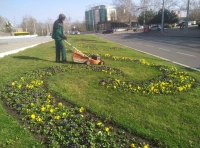 высадка цветов в Одессе (4)