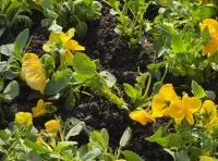 высадка цветов в Одессе (5)