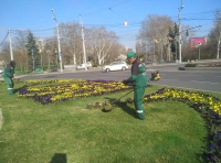 высадка цветов в Одессе (6)