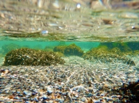 морское дно