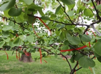 красные ленточки на деревьях