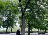 Вакцинация одесских каштанов (5)