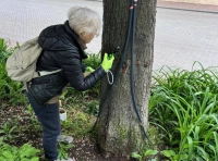 Вакцинация одесских каштанов