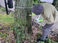 Вакцинация одесских каштанов (1)