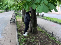 Вакцинация одесских каштанов (3)