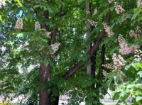 Вакцинация одесских каштанов (4)