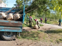 озеленение Одессы (1)