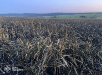 поле пшеницы