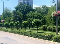 озеленение Одессы (3)