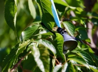 сквер Небесной Сотни 4.06.2025 (3)