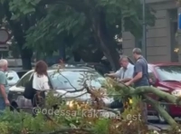 на авто упало дерево (1)