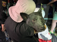 спасена собака