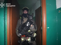 спасенный пес