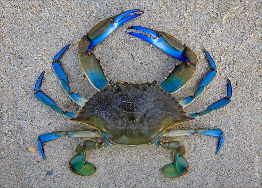 Синий краб