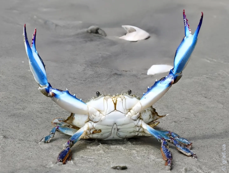 Синий краб