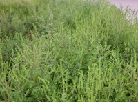 В Одессе сезон цветения амброзии -2