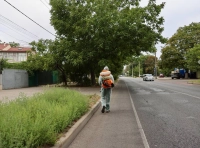 В Одессе сезон цветения амброзии -3