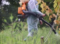 В Одессе сезон цветения амброзии - 4