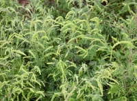 В Одессе сезон цветения амброзии - 5