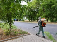 В Одессе сезон цветения амброзии - 6