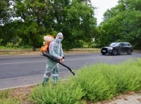 В Одессе сезон цветения амброзии - 7