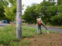 В Одессе сезон цветения амброзии - 8