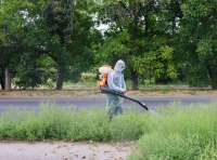 В Одессе сезон цветения амброзии - 9