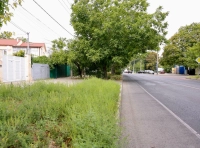 В Одессе сезон цветения амброзии -1