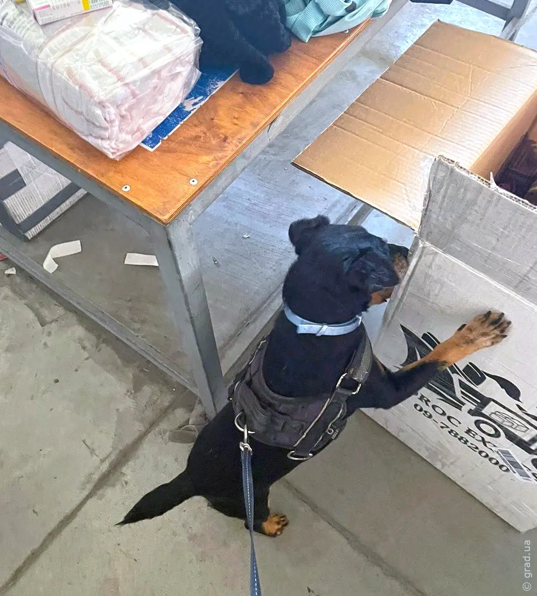 служебный пес «Бакс» сорвал контрабанду наркотиков