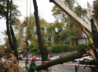 В Одессе непогодой повалены деревья