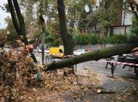 В Одессе непогодой повалены деревья-2