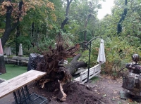 В Одессе непогодой повалены деревья-4