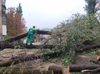 В Одессе непогодой повалены деревья-5