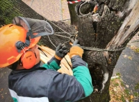 В Одессе непогодой повалены деревья-6