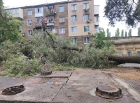 В Одессе непогодой повалены деревья-7