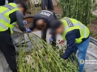 одессит выращивал коноплю -1