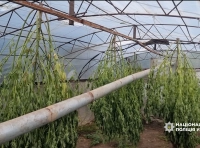 одессит выращивал коноплю-5