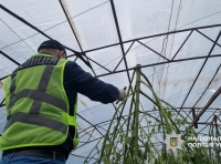 одессит выращивал коноплю-7