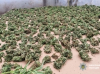 одессит выращивал коноплю -8