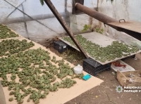 одессит выращивал коноплю -9