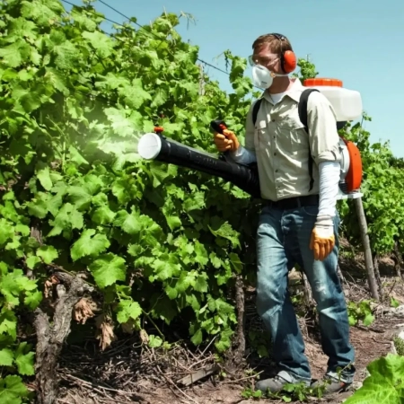 Процес обробки винограду за допомогою бензинового обприскувача